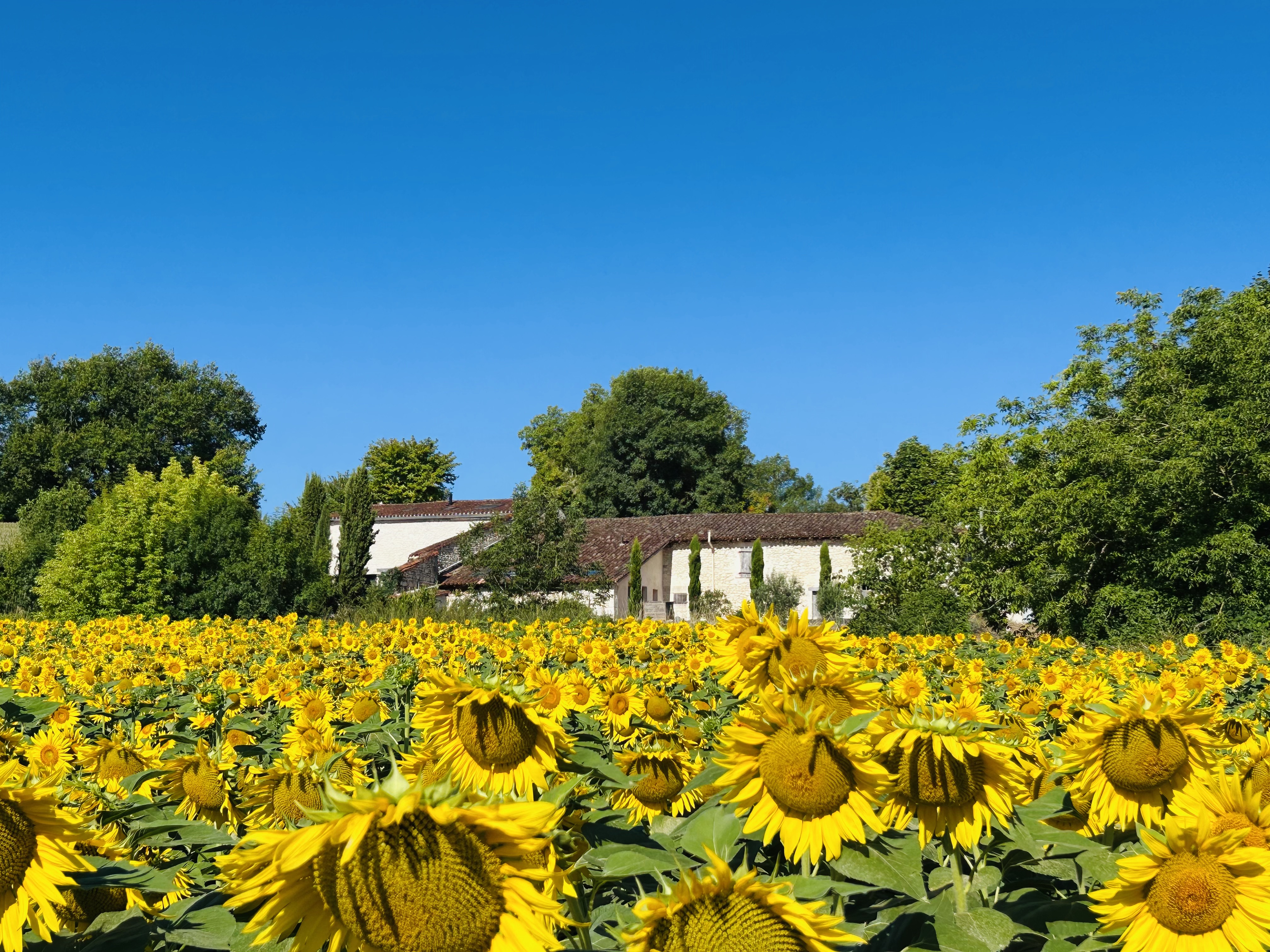 Residential property comprising 3 bedrooms, 2 living rooms, kitchen, swimming pool, outbuilding à Bertric-Burée
