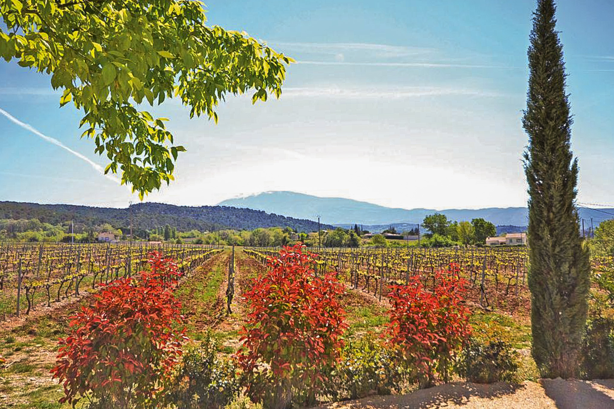 Propriété en France à vendre à Saint-Marcellin-lès-Vaison, Vaucluse - &#8364;850 000 - photo 