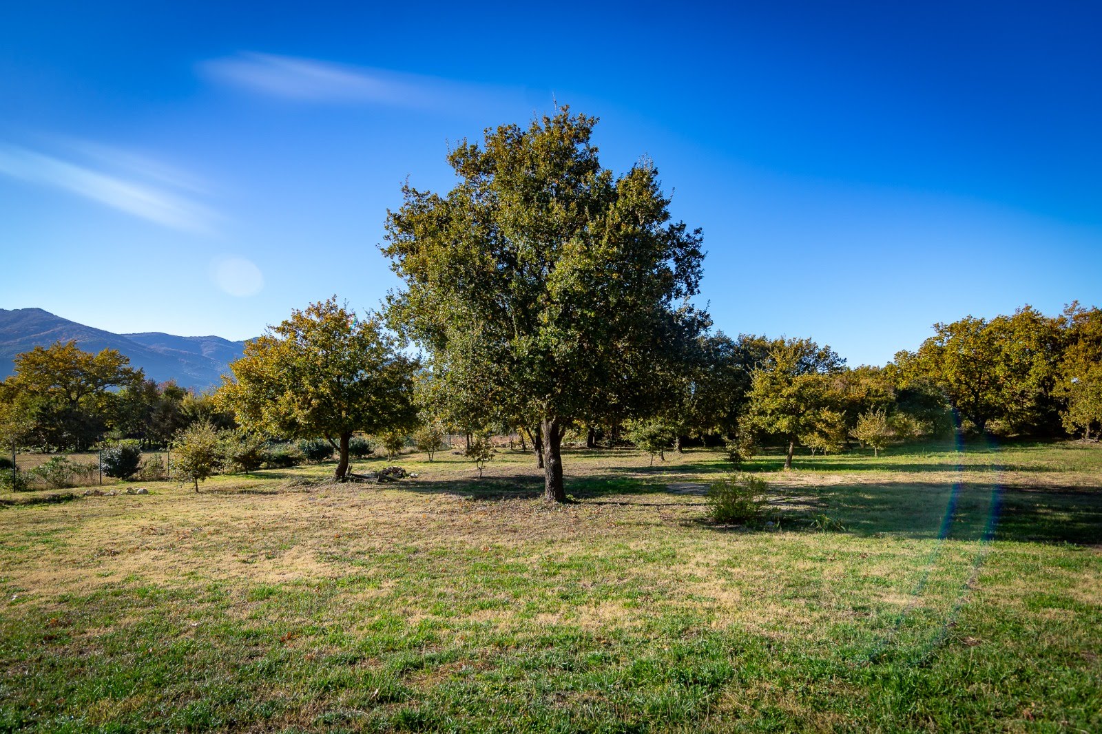 Propriété en France à vendre à Laroque-des-Albères, Pyrénées-Orientales - €1 260 000 - photo 