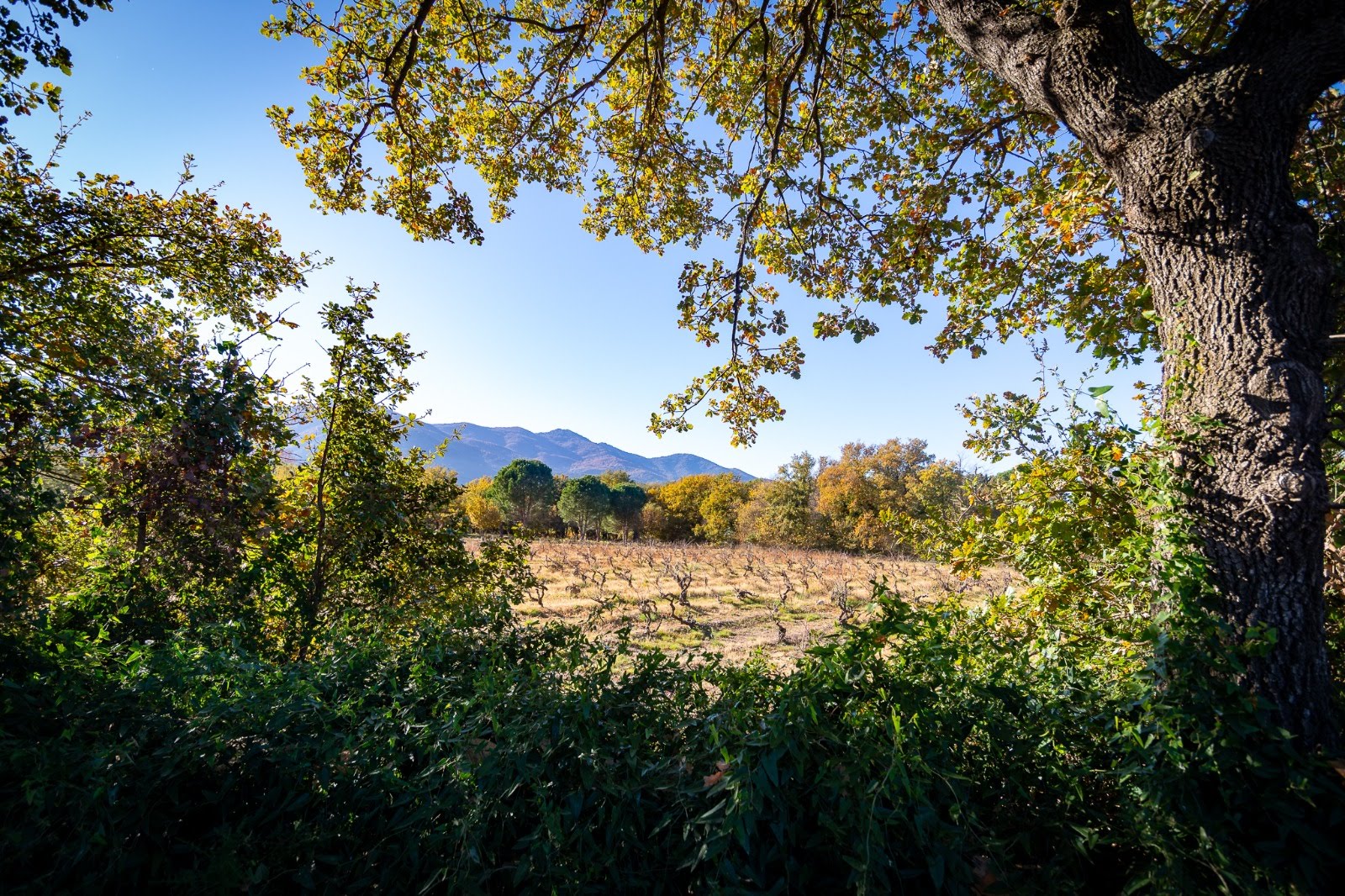 Propriété en France à vendre à Laroque-des-Albères, Pyrénées-Orientales - €1 260 000 - photo 