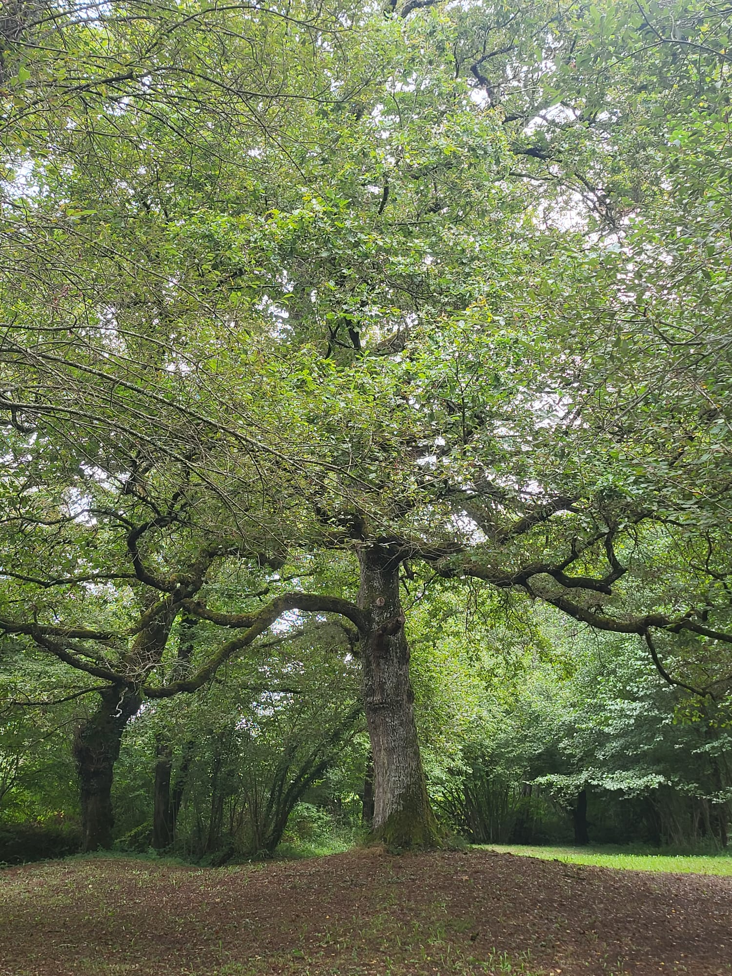 French property for sale in Château-Chervix, Haute-Vienne - €585,000 - photo 