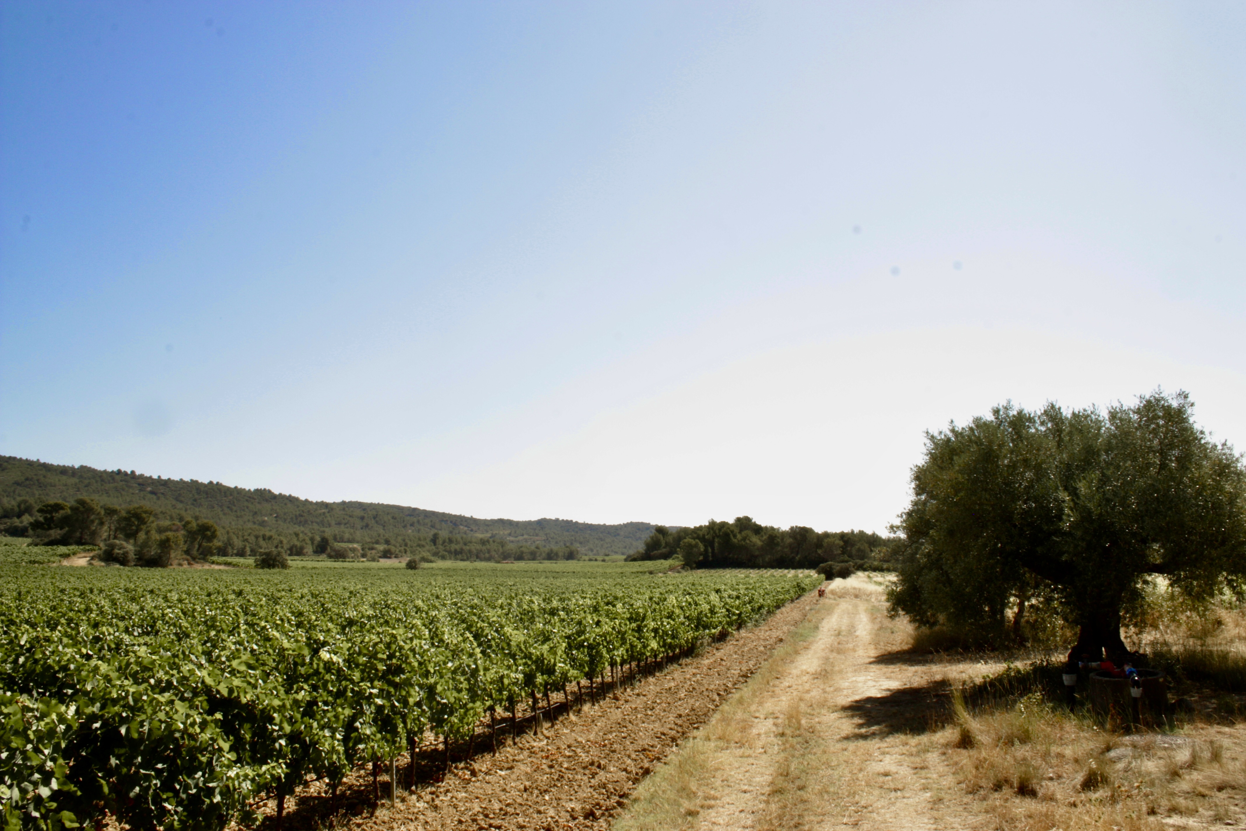 French property for sale in Cesseras, Hérault - €1,420,000 - photo 