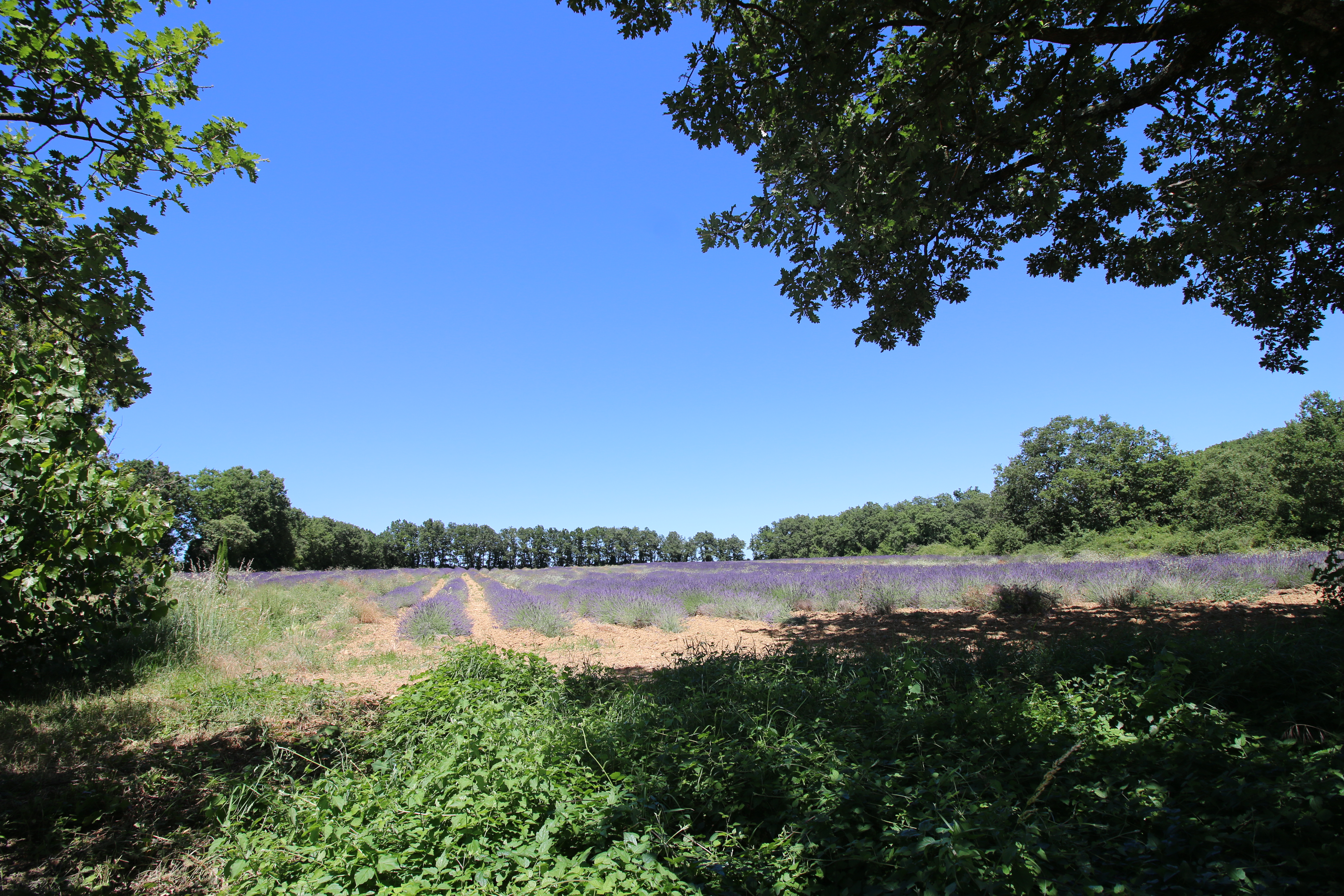 Propriété en France à vendre à Barjac, Gard - €1 850 000 - photo 