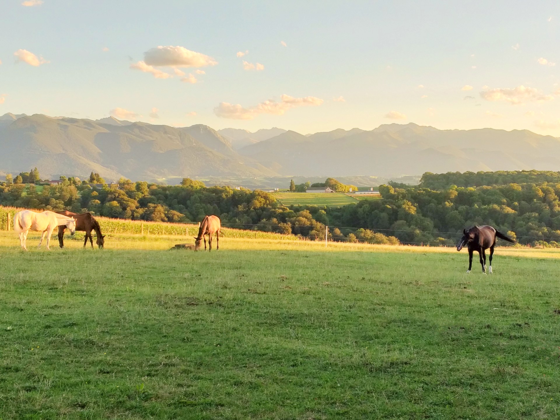 French property for sale in Pau, Pyrénées-Atlantiques - €649,000 - photo 